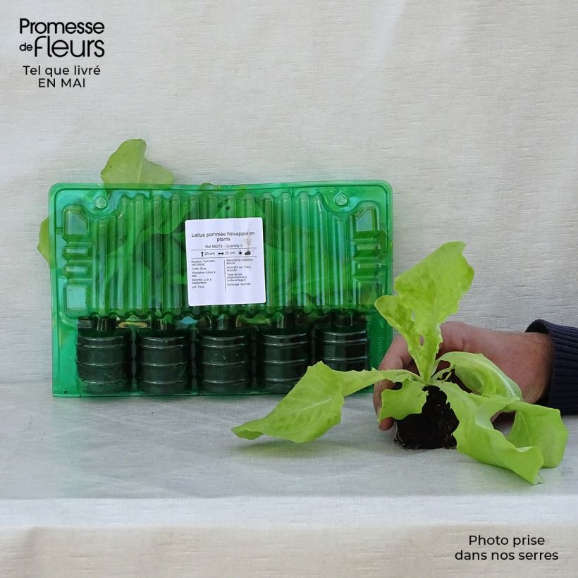 Spécimen de Laitue pommée Novappia en plants Motte 4 cm x 4,5 cm, Plant de 5 à 10 cm de haut tel que livré au printemps