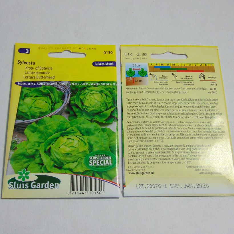 Exemple de spécimen de Laitue pommée Sylvesta - Lactuca sativa le sachet de 100 graines environ tel que livré