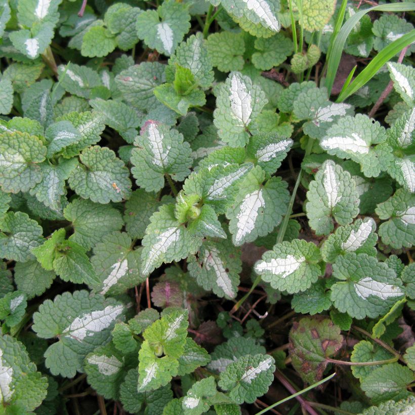 Lamium maculatum Album - Lamier maculé (Feuillage)