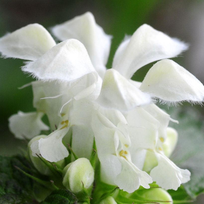 Lamium maculatum Album - Lamier maculé (Floraison)