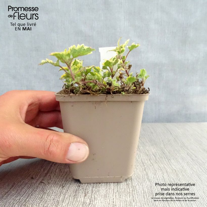 Spécimen de Lamium maculatum Anne Greenaway - Lamier panaché Godet de 8/9 cm tel que livré au printemps