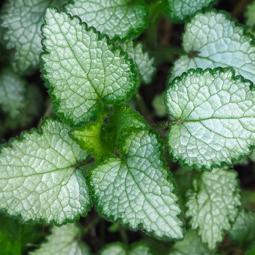 Lamium maculatum Beacon Silver - Lamier argenté rose magenta (Foliage)
