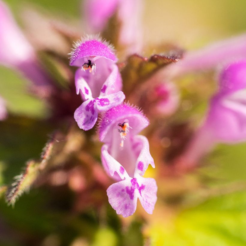 Lamium maculatum Beacon Silver - Lamier argenté rose magenta (Flowering)
