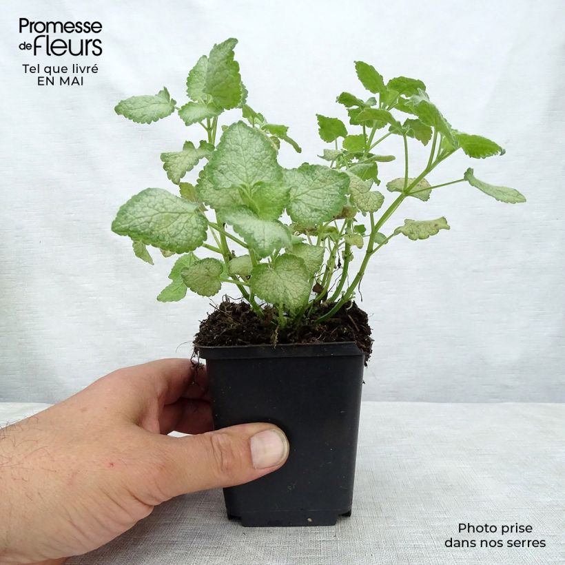 Example of Lamium maculatum White Nancy - Lamier blanc Godet de 8/9 cm as you get in printemps