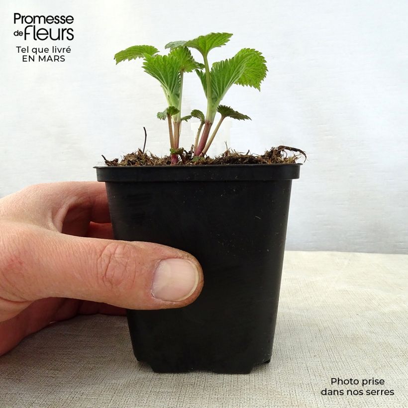 Spécimen de Lamium orvala - Lamier orvale Godet de 8/9 cm tel que livré au printemps