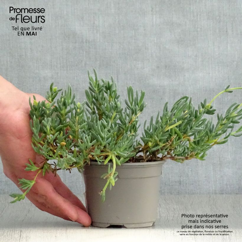 Example of Lampranthus aurantiacus Fleurs roses - Ficoïde orange à fleurs roses Godet de 8/9 cm as you get in printemps