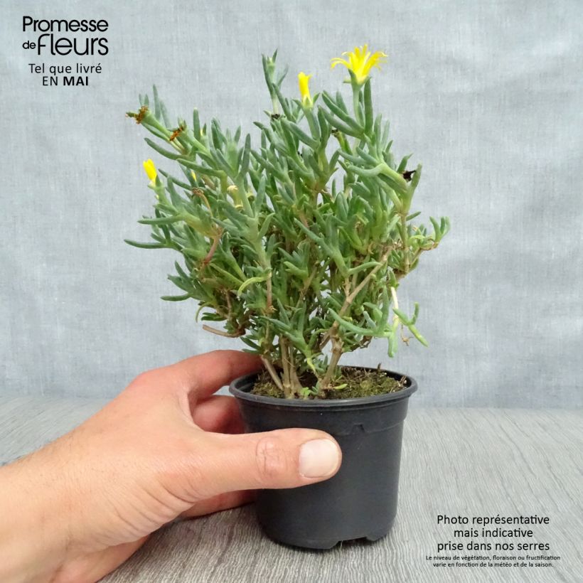 Spécimen de Lampranthus aurantiacus à fleurs jaunes - Ficoïde orange Godet de 8/9 cm tel que livré au printemps