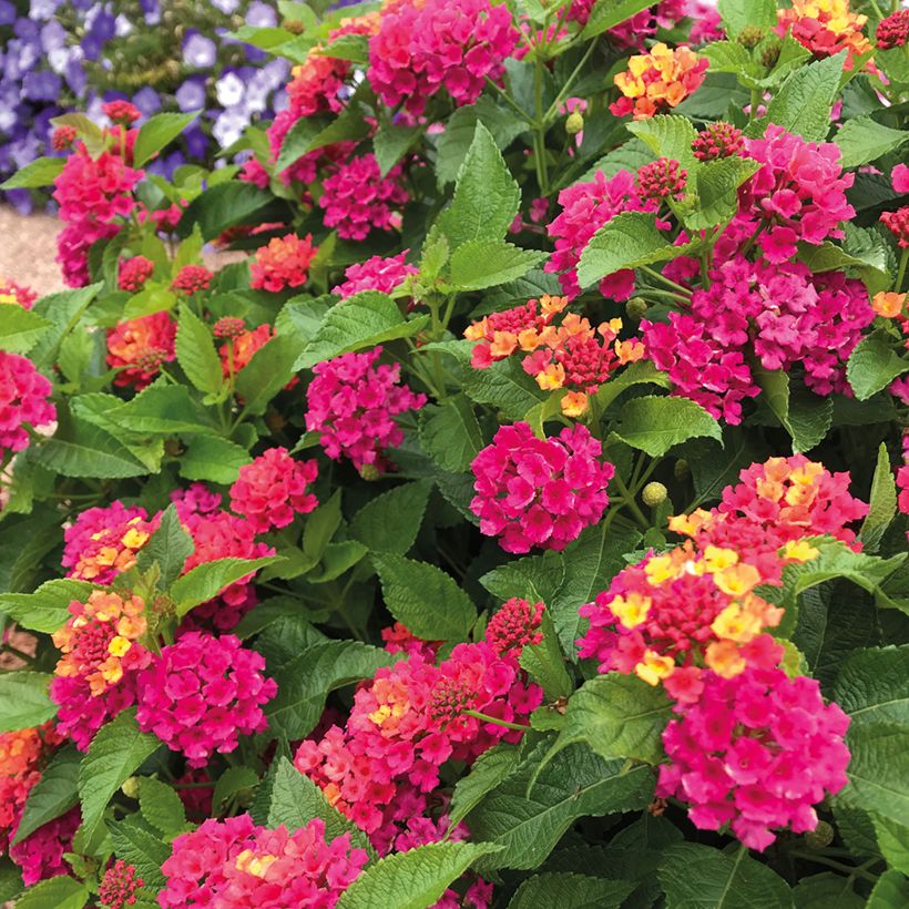 Lantana Bloomify Rose (Floraison)