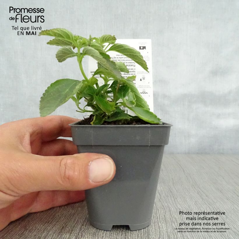 Spécimen de Lantana Calippo Tutti Frutti Godet de 8/9 cm tel que livré au printemps