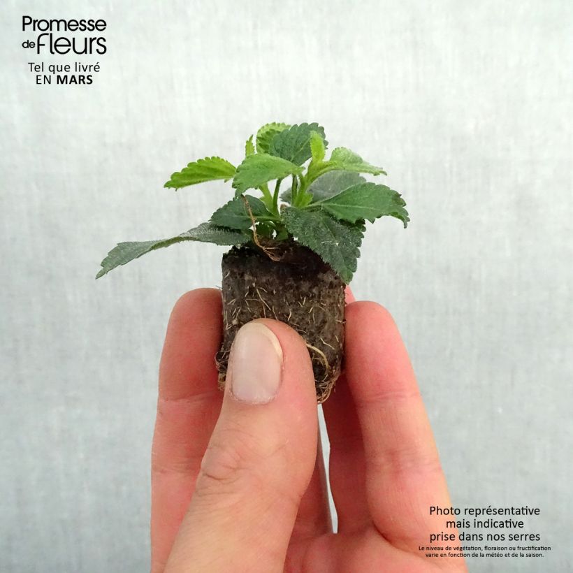 Spécimen de Lantana camara Evita Red imp. Mini-motte Ø 3/4 cm, Plant vert de 5 à 10 cm de haut tel que livré au printemps