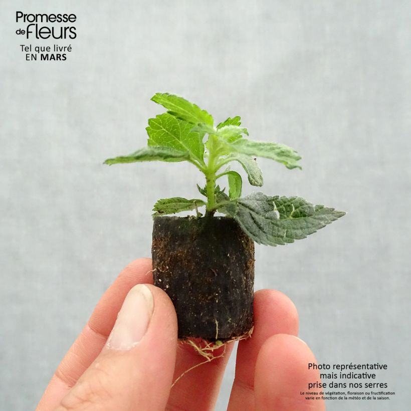 Spécimen de Lantana camara Evita Rose Mini-motte Ø 3/4 cm, Plant vert de 5 à 10 cm de haut tel que livré au printemps