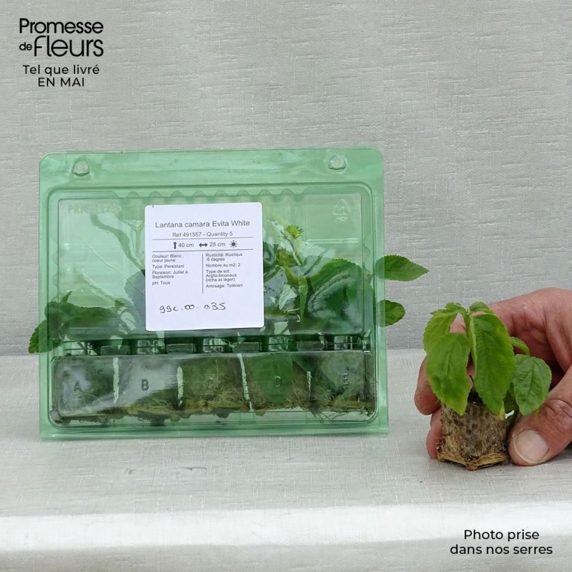 Spécimen de Lantana camara Evita White Mini-motte Ø 3/4 cm, Plant vert de 5 à 10 cm de haut tel que livré au printemps