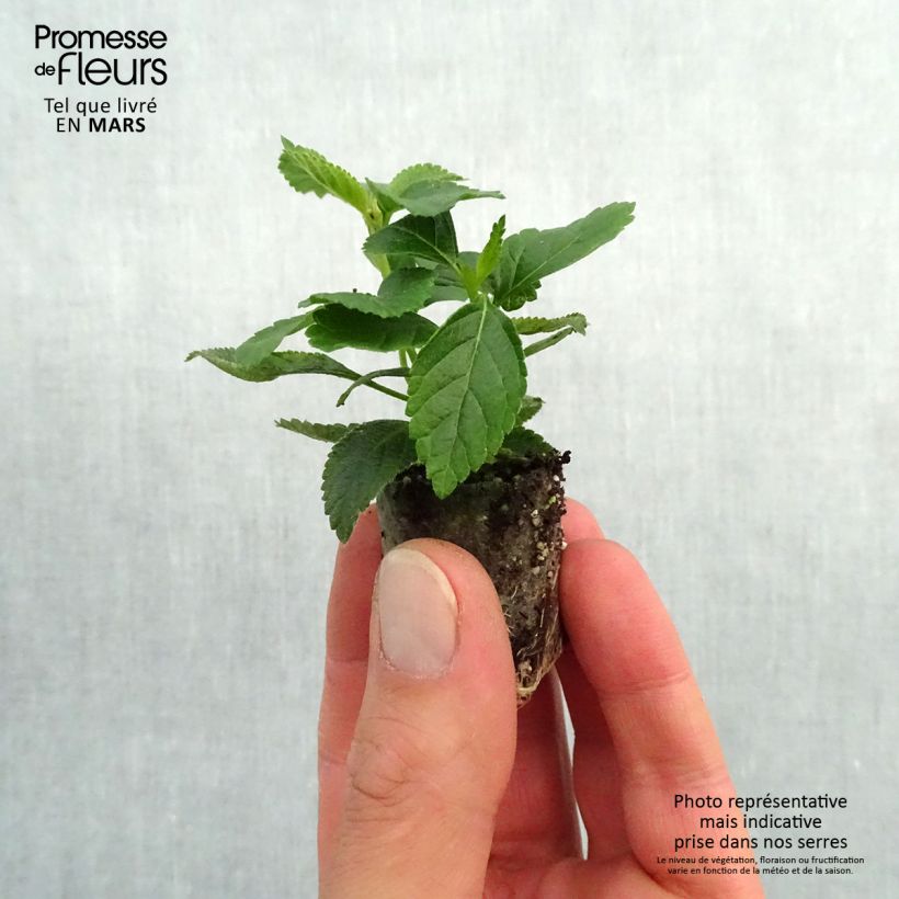 Spécimen de Lantana camara Evita Yellow Mini-motte Ø 3/4 cm, Plant vert de 5 à 10 cm de haut tel que livré au printemps