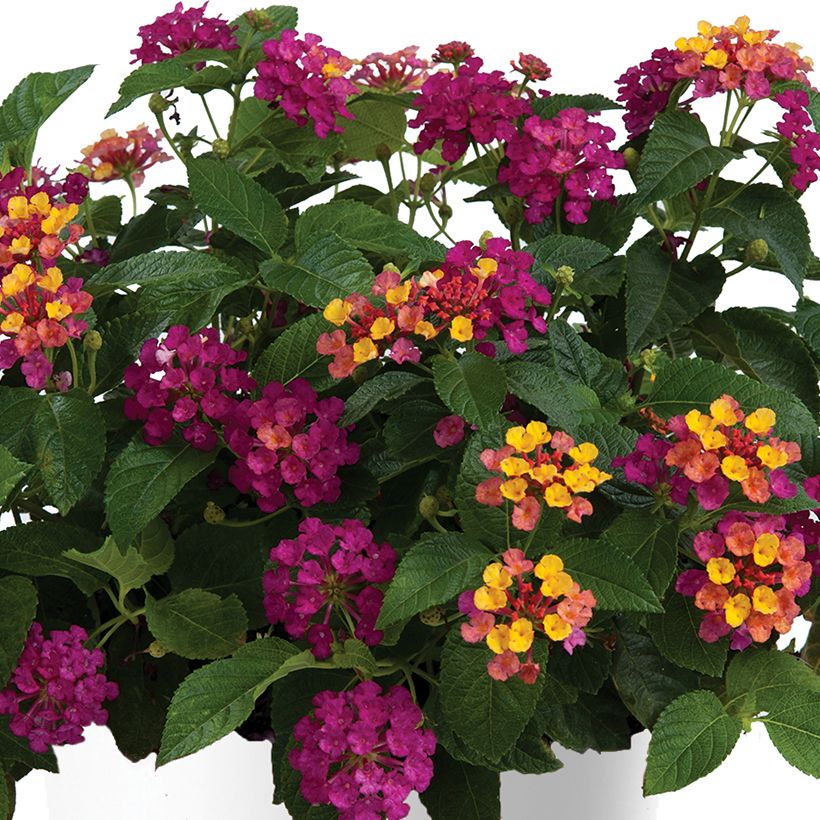 Lantana camara Gem Diva Pink (Floraison)