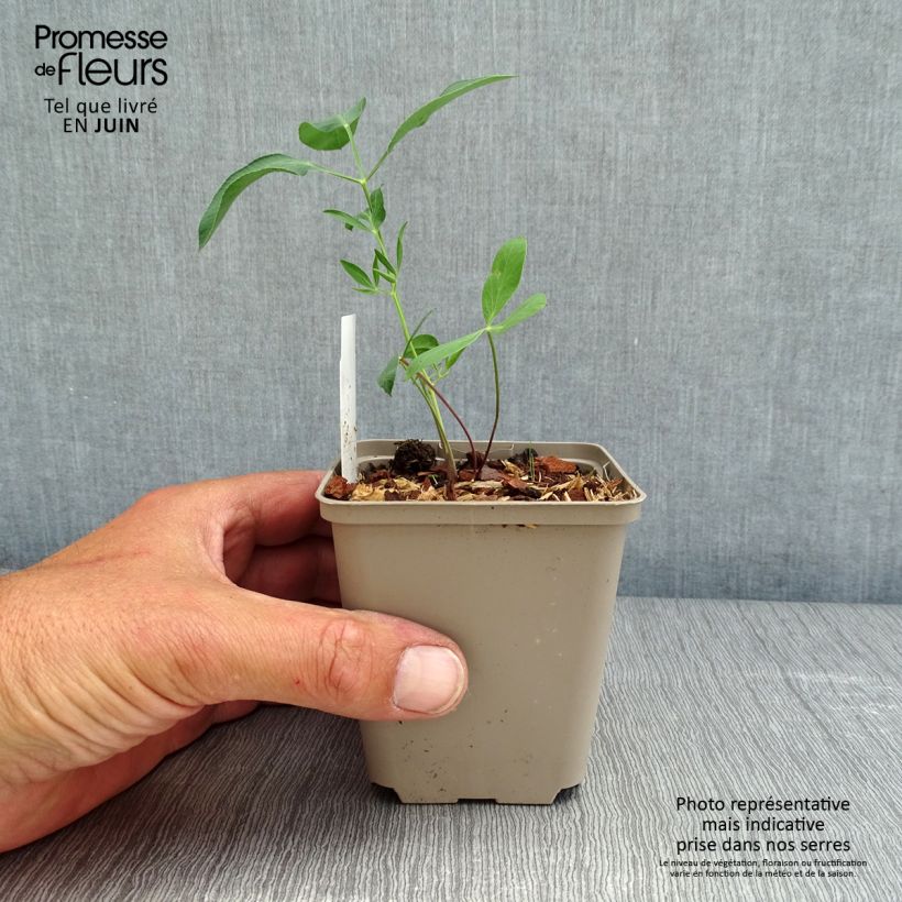 Spécimen de Laserpitium siler - Sermontain Godet de 8/9 cm tel que livré au printemps