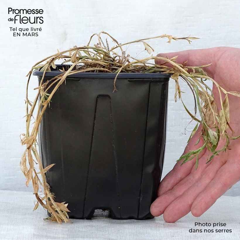 Spécimen de Lathyrus latifolius Pink Pearl Pot de 2L/3L tel que livré au printemps