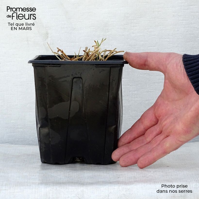 Spécimen de Lathyrus latifolius Red Pearl - Gesse à larges feuilles Pot de 2L/3L tel que livré au printemps