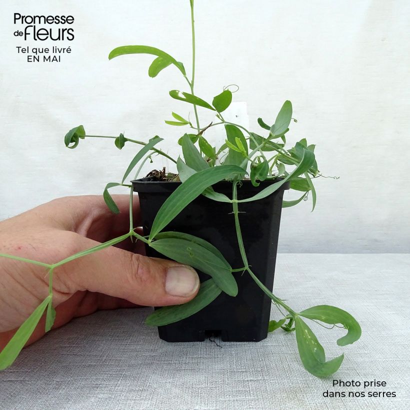 Spécimen de Lathyrus latifolius White Pearl  Godet de 8/9 cm tel que livré au printemps