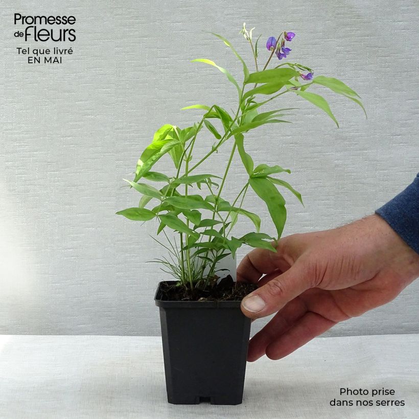 Spécimen de Lathyrus vernus - Pois de senteur vivace Godet de 8/9 cm tel que livré au printemps