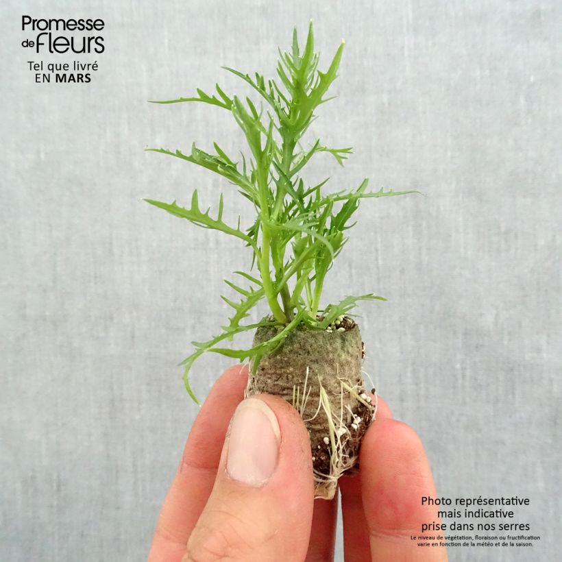 Spécimen de Laurentia ou Isotoma Patti's Pink Mini-motte Ø 3/4 cm, Plant vert de 5 à 10 cm de haut tel que livré au printemps