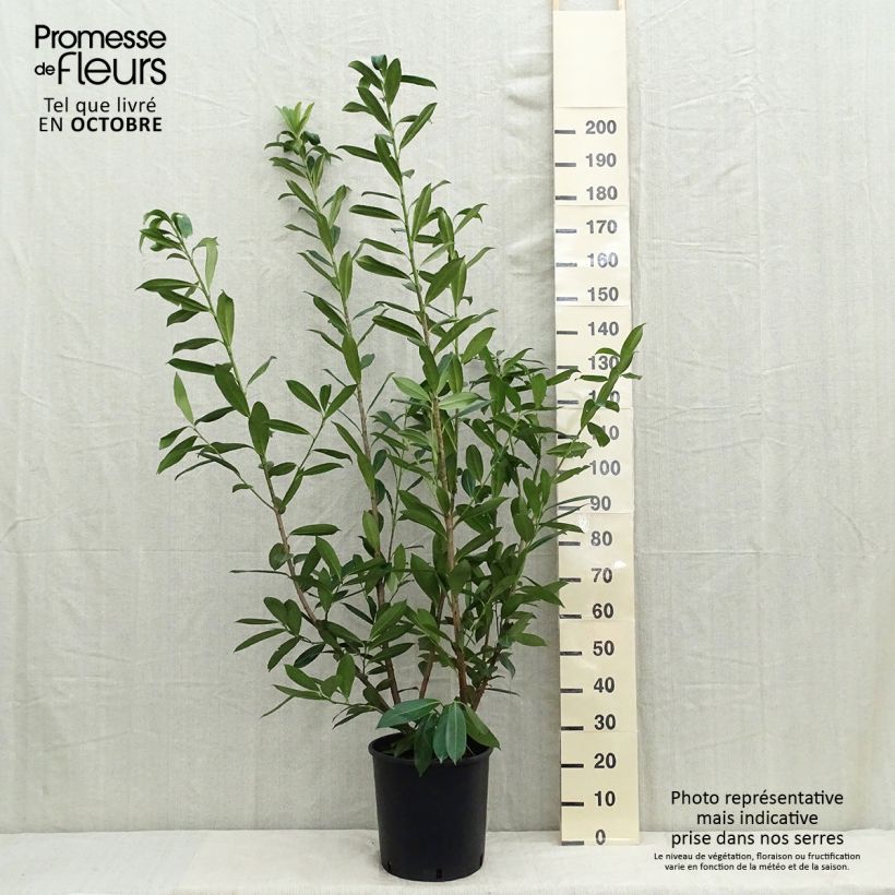 Spécimen de Laurier cerise -  Prunus laurocerasus Caucasica - Laurier Palme - Laurier du Caucase Pot de 12L/15L tel que livré en été