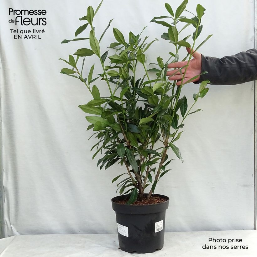 Spécimen de Laurier cerise -  Prunus laurocerasus Caucasica - Laurier Palme - Laurier du Caucase Pot de 7,5L/10L tel que livré au printemps