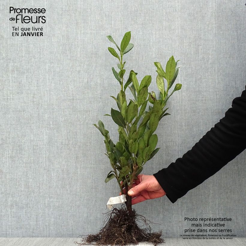 Spécimen de Laurier cerise -  Prunus laurocerasus Caucasica - Laurier Palme - Laurier du Caucase Racines nues tel que livré en hiver