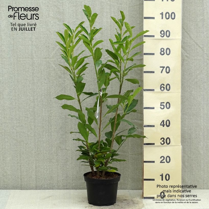Spécimen de Laurier cerise - Prunus laurocerasus Elly Pot de 3L/4L tel que livré en été