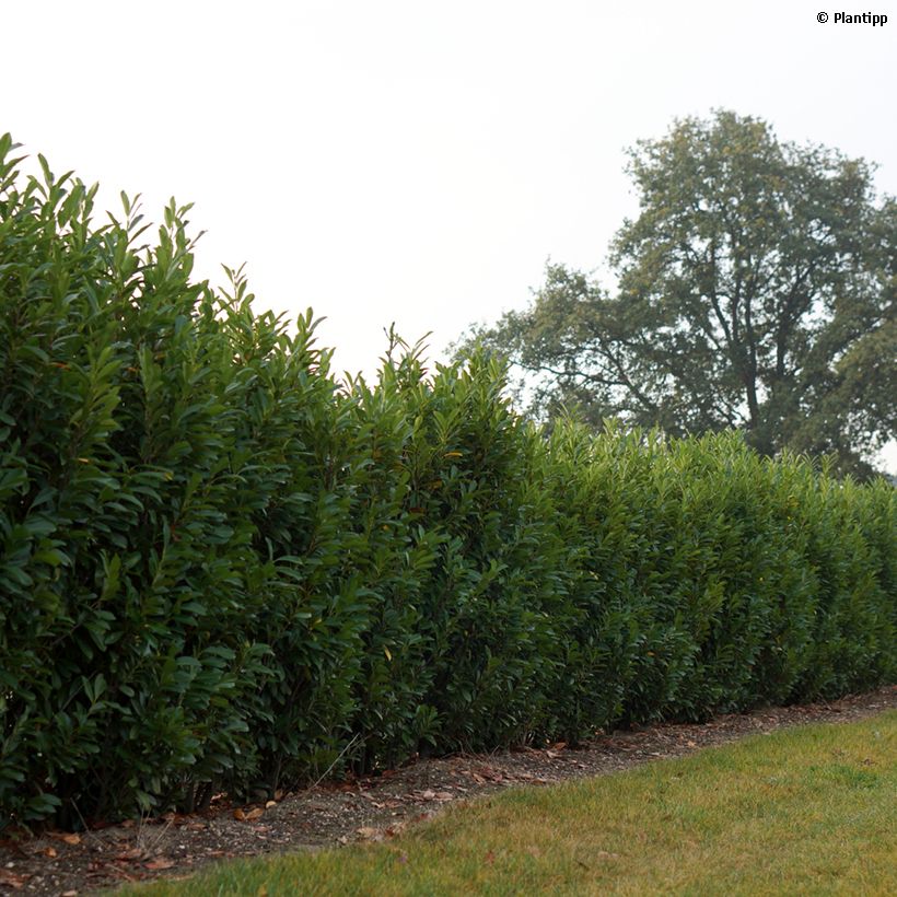 Laurier cerise - Prunus laurocerasus Elly (Port)