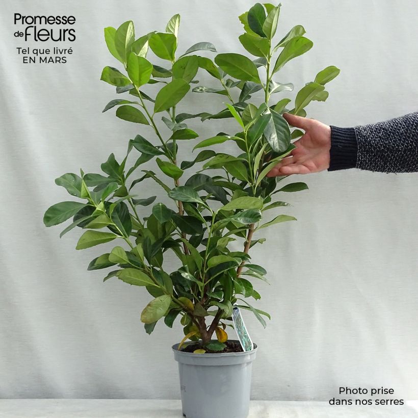Spécimen de Laurier cerise - Prunus laurocerasus Etna Pot de 2L/3L tel que livré au printemps