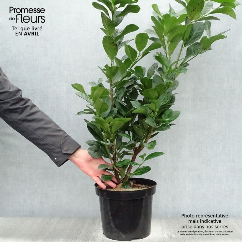 Spécimen de Laurier cerise - Prunus laurocerasus Etna Pot de 4L/5L tel que livré au printemps