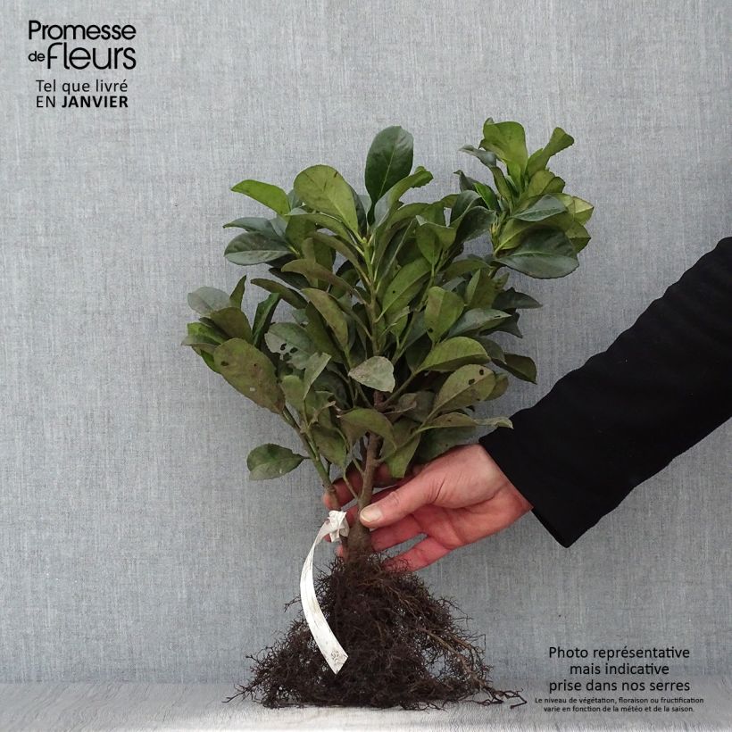 Spécimen de Laurier cerise - Prunus laurocerasus Etna Racines nues tel que livré en hiver