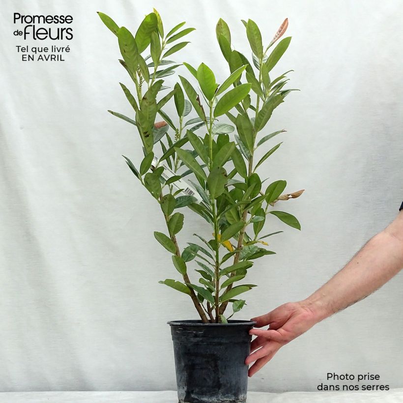 Spécimen de Laurier cerise - Prunus laurocerasus Greentorch Pot de 3L/4L tel que livré au printemps