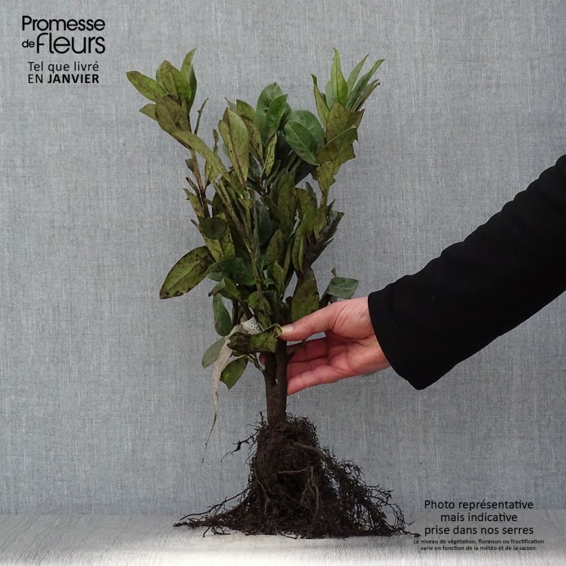 Spécimen de Laurier cerise - Prunus laurocerasus Novita Racines nues tel que livré en hiver