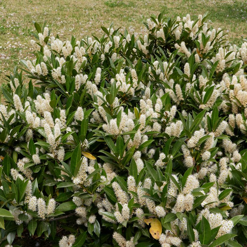 Laurier cerise - Prunus laurocerasus Otto Luyken  (Port)