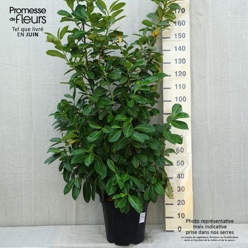 Spécimen de Laurier cerise - Prunus laurocerasus Rotundifolia Pot de 12L/15L tel que livré au printemps