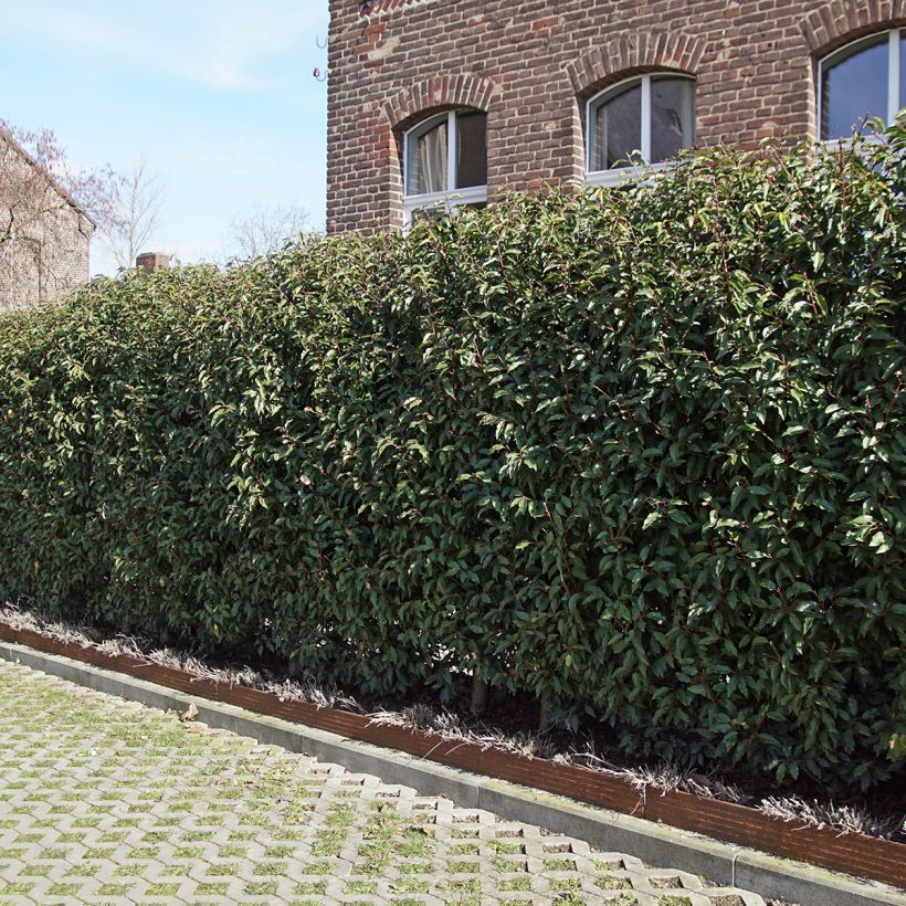 Laurier du Portugal, Prunus lusitanica Angustifolia  (Port)