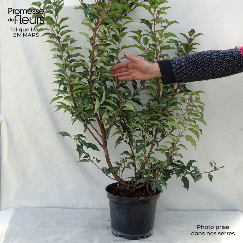Spécimen de Laurier du Portugal - Prunus lusitanica Brenelia Pot de 7,5L/10L tel que livré au printemps