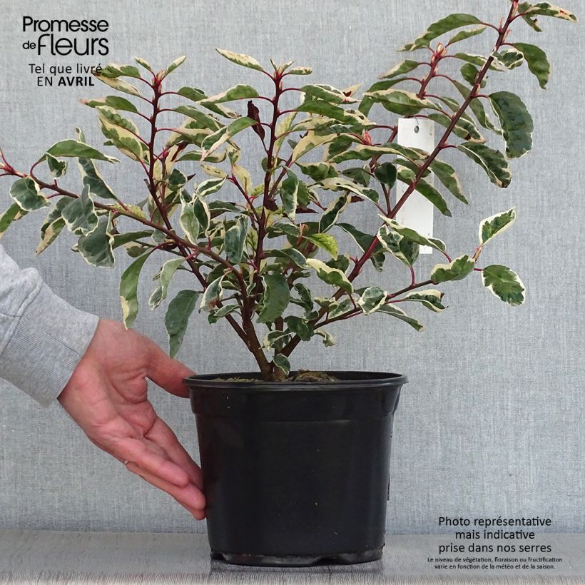 Spécimen de Laurier du Portugal panaché - Prunus lusitanica Variegata Pot de 3L/4L tel que livré au printemps