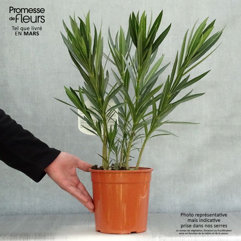 Spécimen de Laurier rose Alsace - Nerium oleander Pot de 3L/4L, Buisson, Touffe tel que livré au printemps