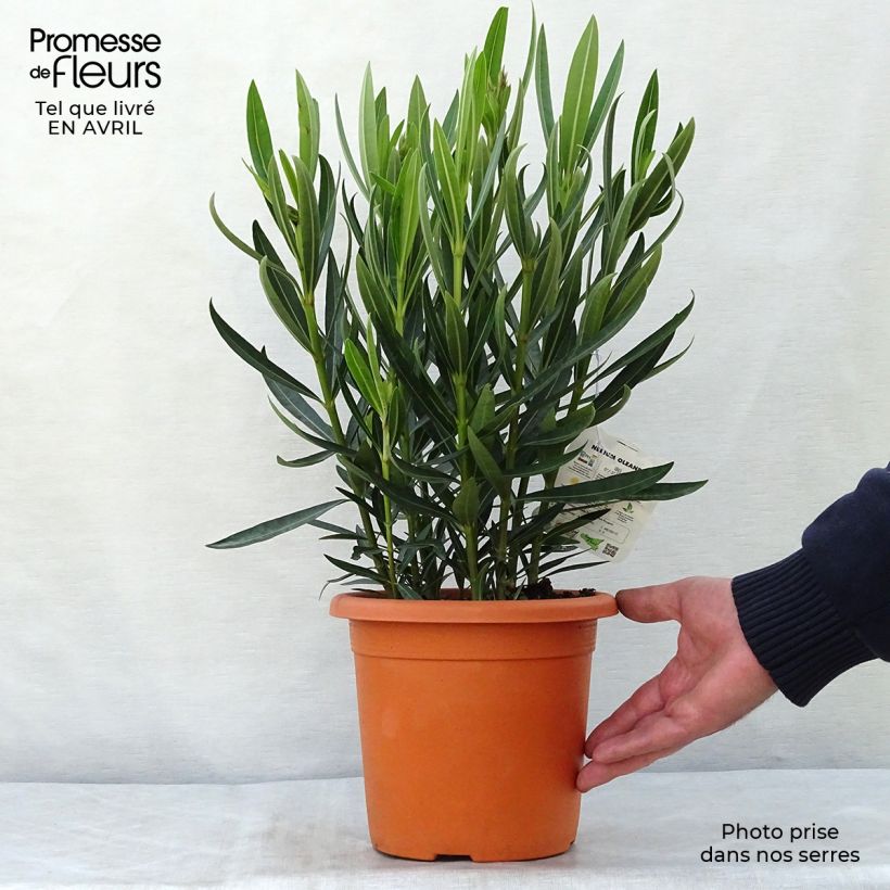 Example of Laurier rose Angiolo Pucci - Nerium oleander Pot de 3L/4L, Buisson, Touffe as you get in printemps