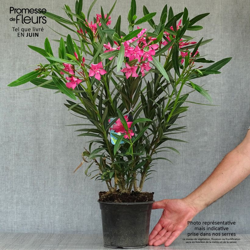 Spécimen de Laurier rose Italia - Nerium oleander Pot de 3L/4L, Buisson, Touffe tel que livré en été