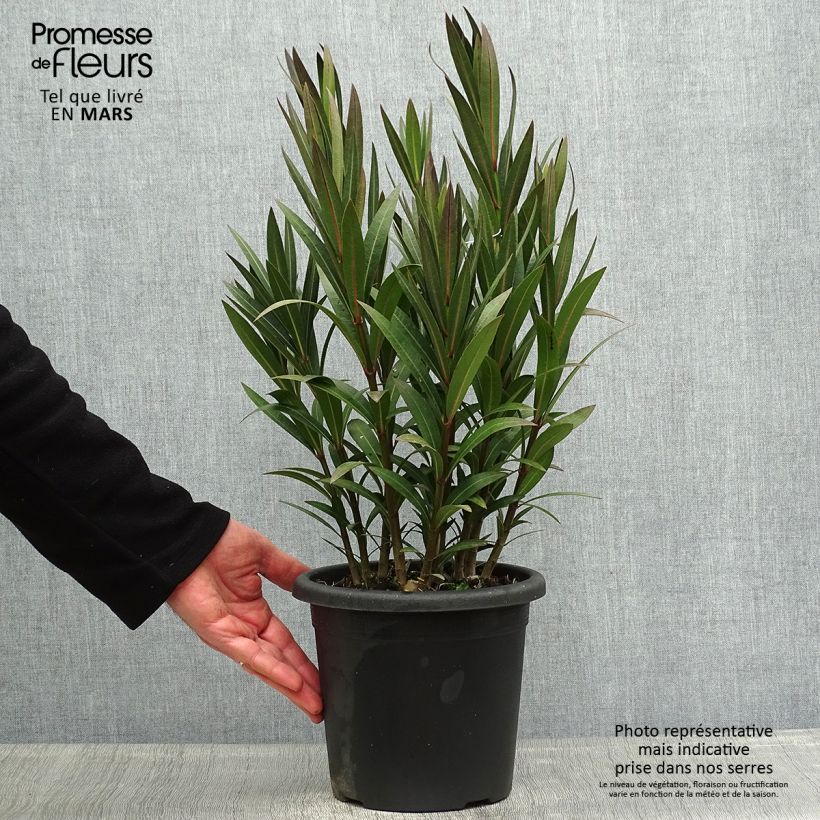Spécimen de Laurier rose Italia - Nerium oleander Pot de 3L/4L, Buisson, Touffe tel que livré au printemps