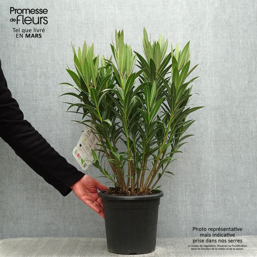 Spécimen de Laurier rose Italia - Nerium oleander Pot de 7,5L/10L tel que livré au printemps