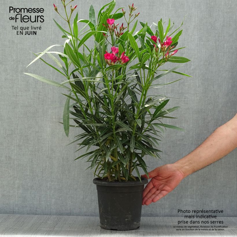 Spécimen de Laurier rose Jannoch - Nerium oleander Pot de 3L/4L, Buisson, Touffe tel que livré en été
