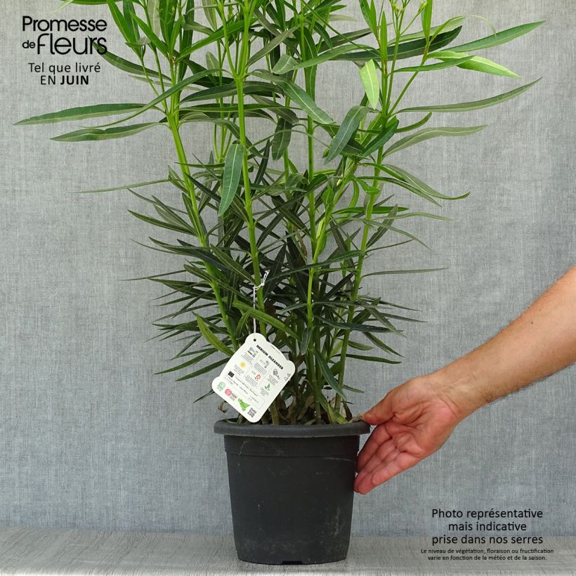 Spécimen de Laurier rose Luteum Plenum - Nerium oleander Pot de 3L/4L, Buisson, Touffe tel que livré en été