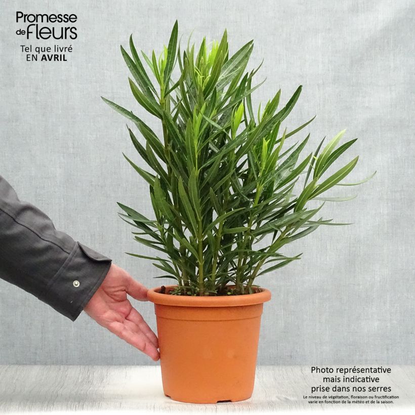 Example of Laurier rose Luteum Plenum - Nerium oleander Pot de 3L/4L, Buisson, Touffe as you get in printemps
