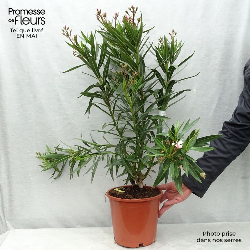 Spécimen de Laurier rose - Nerium oleander Rose Pot de 6L/7L tel que livré au printemps