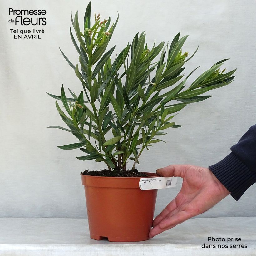 Spécimen de Laurier rose - Nerium oleander Jaune Pot de 2L/3L, Buisson, Touffe tel que livré au printemps