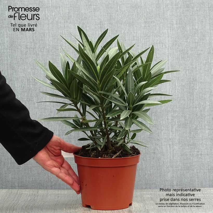 Spécimen de Laurier rose - Nerium oleander Rouge Double Pot de 2L/3L, Buisson, Touffe 3/4 branches tel que livré au printemps